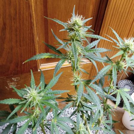 Gorilla Z auto solo cup grow
