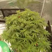 Cap junky yeilders clone