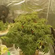 Cap junky yeilders clone