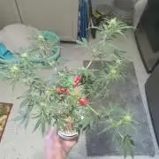 Gorilla Z auto solo cup grow