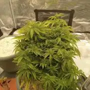 Cap junky yeilders clone