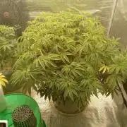 Cap junky yeilders clone