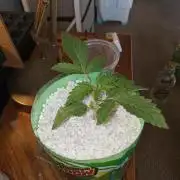 Afghan hashplant auto
