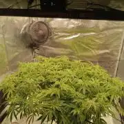 Cap junky yeilders clone