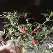 Gorilla Z auto solo cup grow