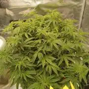 Cap junky yeilders clone