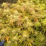 Cap junky yeilders clone