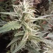 nasc purple lemonade
