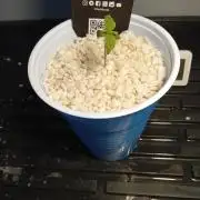 Gorilla Z auto