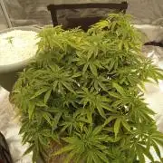 Cap junky yeilders clone