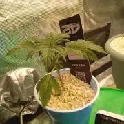 Gorilla Z auto solo cup grow