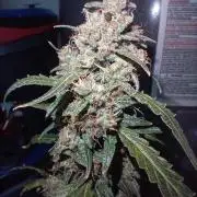 Gorilla Z auto solo cup grow