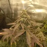 Cap junky yeilders clone