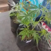 Banana SpiderZ