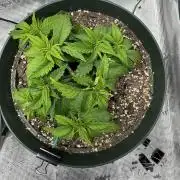 Super skunk lemon g