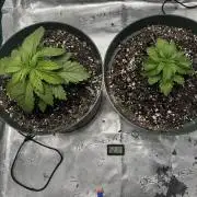 Super skunk lemon g