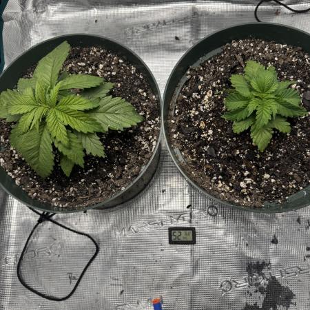 Super skunk lemon g