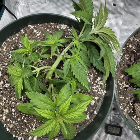 Super skunk lemon g