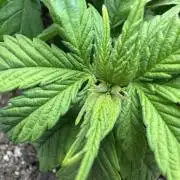 Super skunk lemon g