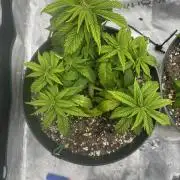 Super skunk lemon g