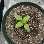 Super skunk lemon g