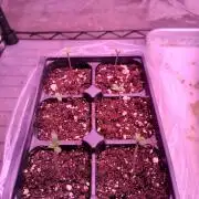 Fastbuds High Tunnel Grow
