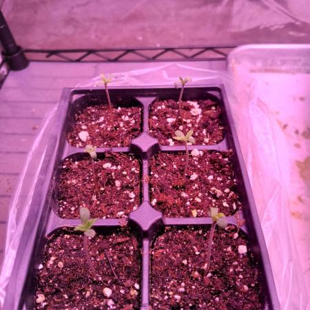 Fastbuds High Tunnel Grow