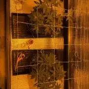 GMO first grow