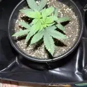 GMO first grow