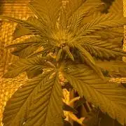GMO first grow