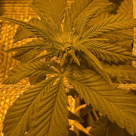 GMO first grow