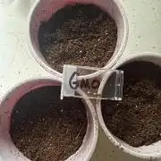 GMO first grow