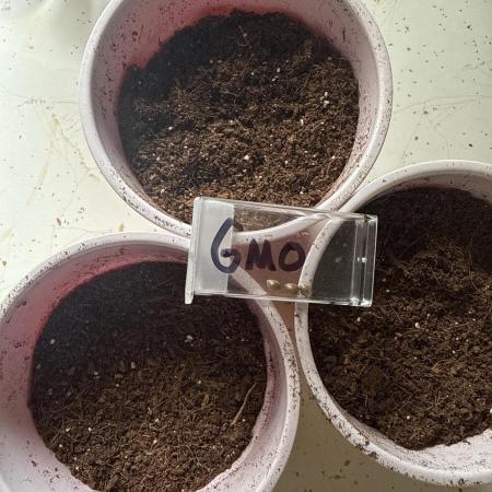 GMO first grow
