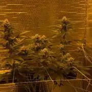 GMO first grow