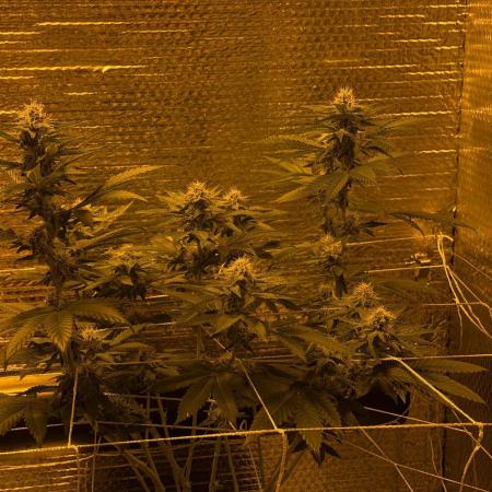 GMO first grow