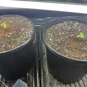 GMO first grow