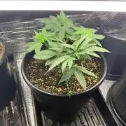 GMO first grow