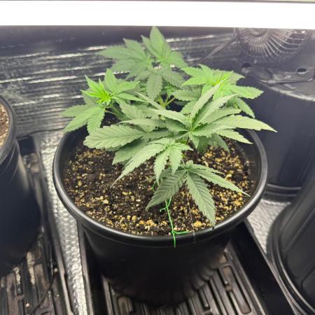 GMO first grow