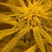 GMO first grow