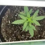 GMO first grow