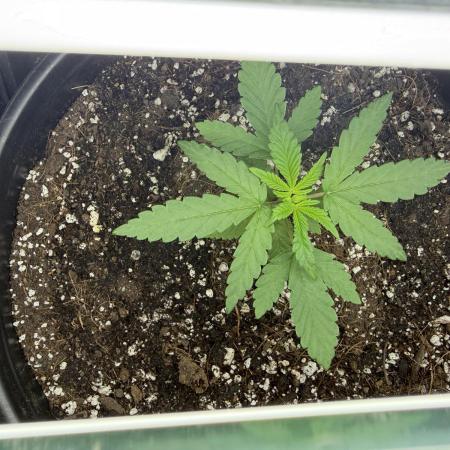GMO first grow