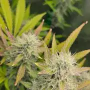 Gelato auto indoor