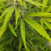Gorillaxcookies indoor