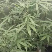 Gelato auto indoor