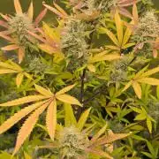 Gelato auto indoor