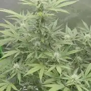 Gorillaxcookies indoor