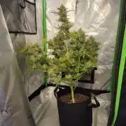 Gorillaxcookies indoor
