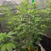 Gelato auto indoor