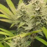Gelato auto indoor