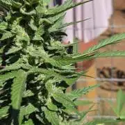 Outdoor auto gelato